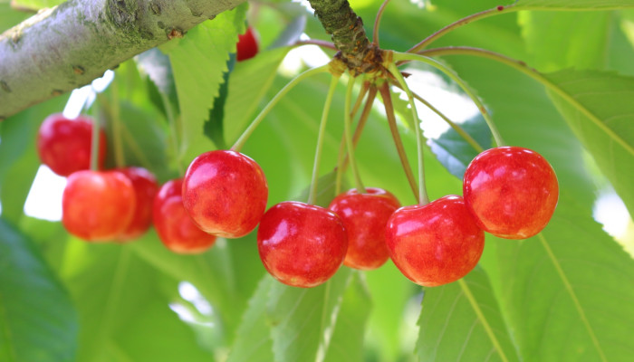 さくらんぼの季節